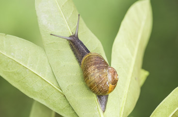 beautiful  snail in the breeding season.