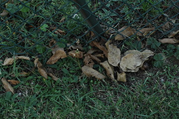 Obraz premium Frontière été automne