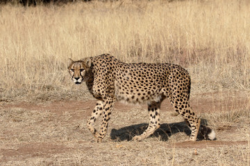 Cheetah, Acinonyx jubatus