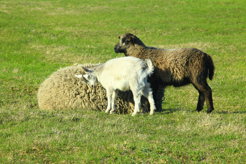 goats and lambs play on pasture