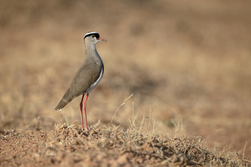 Crowned plover, Vanellus coronatus