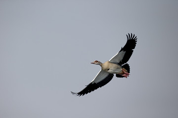 Egyptian goose, Alopochen aegyptiacus