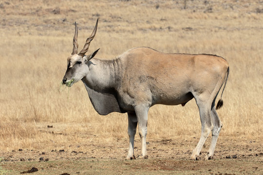 Eland, Taurotragus oryx