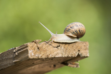 beautiful  snail in the breeding season.