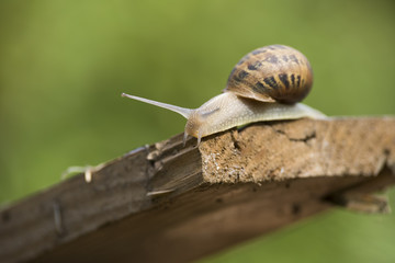 beautiful  snail in the breeding season.