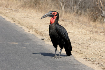 Ground hornbill, Bucorvus leadbeateri