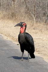 Ground hornbill, Bucorvus leadbeateri