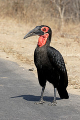 Ground hornbill, Bucorvus leadbeateri