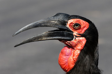 Ground hornbill, Bucorvus leadbeateri