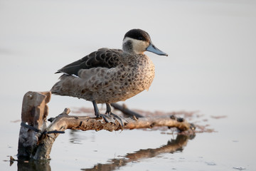 Hottentot teal, Anas hottentota