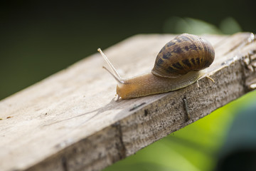 beautiful  snail in the breeding season.