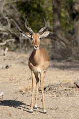 Impala, Aeplyceros melampus