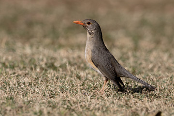 Kurrichane thrush, Turdus libonyanus