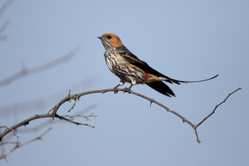 Lesser-striped swallow, Cecropis abyssinica