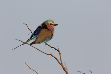 Lilac-breasted roller, Coracias caudata