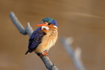 Malachite kingfisher, Alcedo cristata