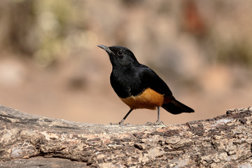 Mocking cliff-chat, Thamnolaea cinnamomeiventris