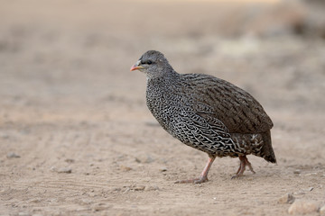 Natel francolin, Pternistis natalensis
