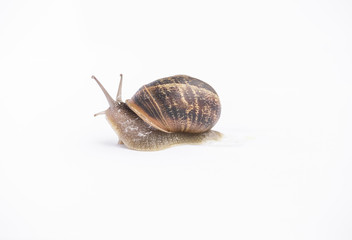 beautiful  snail in the breeding season.