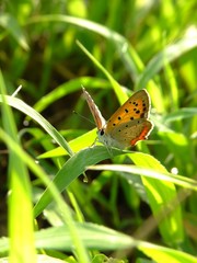 butterfly in the shiny meadows #4