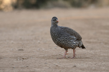 Natel francolin, Pternistis natalensis