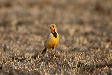 Orange-throated or Cape longclaw, Macronyx capensis