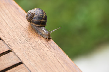 beautiful  snail in the breeding season.