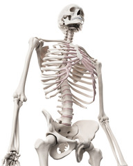 medically accurate illustration of the skeletal system - the thorax