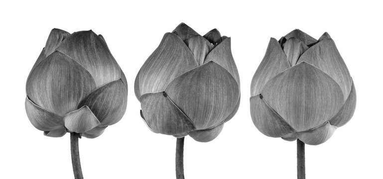 Fototapeta Lotus flower in black and white isolated on white background