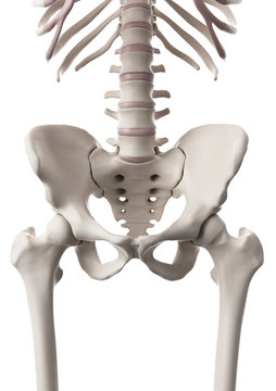 medically accurate illustration of the skeletal system - the hip and lower spine