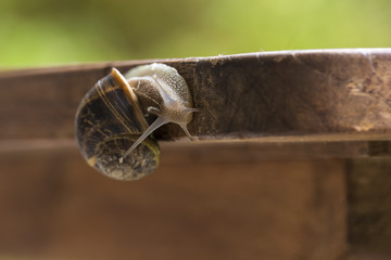 beautiful  snail in the breeding season.