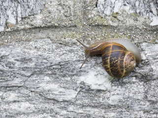 beautiful  snail in the breeding season.