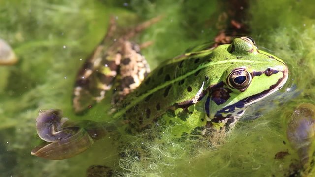 Green frog in pond macro