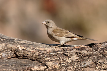 Southern grey-headed sparrow, Passer diffusus