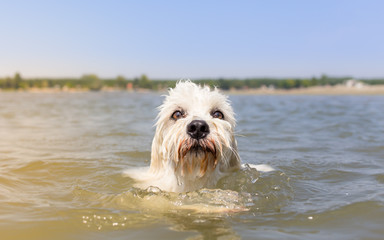 Close portrait of swimmimg dog