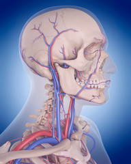 medically accurate illustration of the circulatory system - neck
