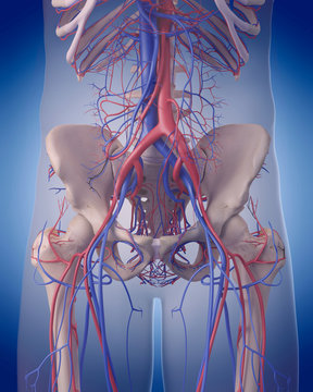 medically accurate illustration of the circulatory system - abdomen