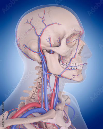 "medically accurate illustration of the circulatory system - neck