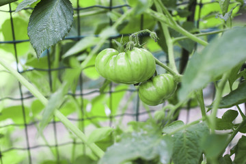 breeding  plum tomatoes growing on vine in garden in. natural