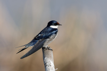 White-thoated swallow, Hirundo albigularis
