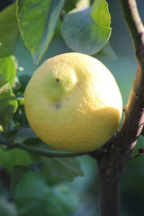Obraz premium Lemon Tree