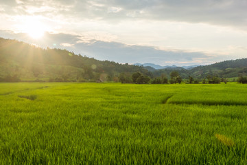 Fototapeta premium Green rice fields at evening