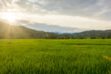 Fototapeta premium Green rice fields at dawn