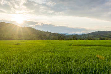 Green rice fields at dawn