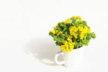 菜の花