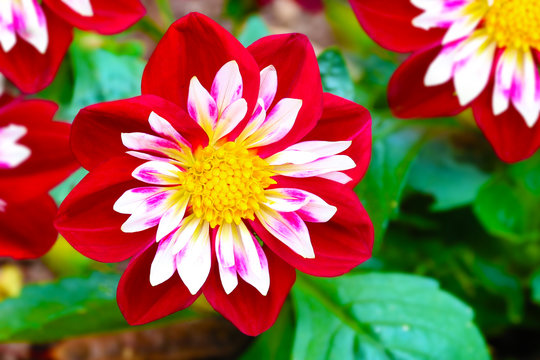 Flower Dahlia Night Butterfly Collarette Princess Dahlias 