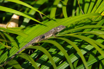 Lézard agame [Calotes versicolor]

