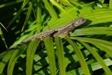 Lézard agame [Calotes versicolor]
