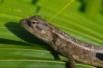 Lézard agame [Calotes versicolor]
