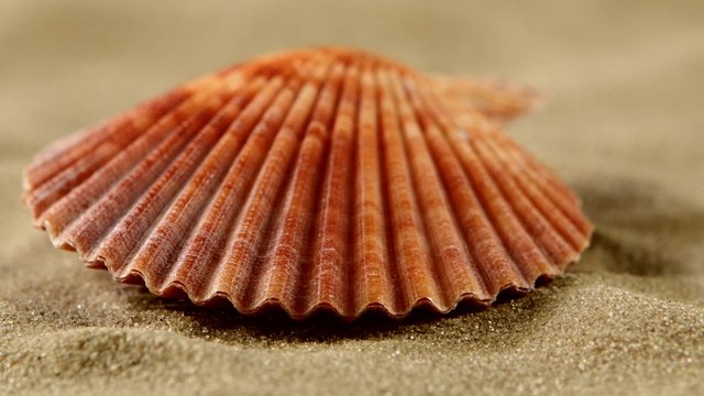 Sea shells with sand, close up, rotation